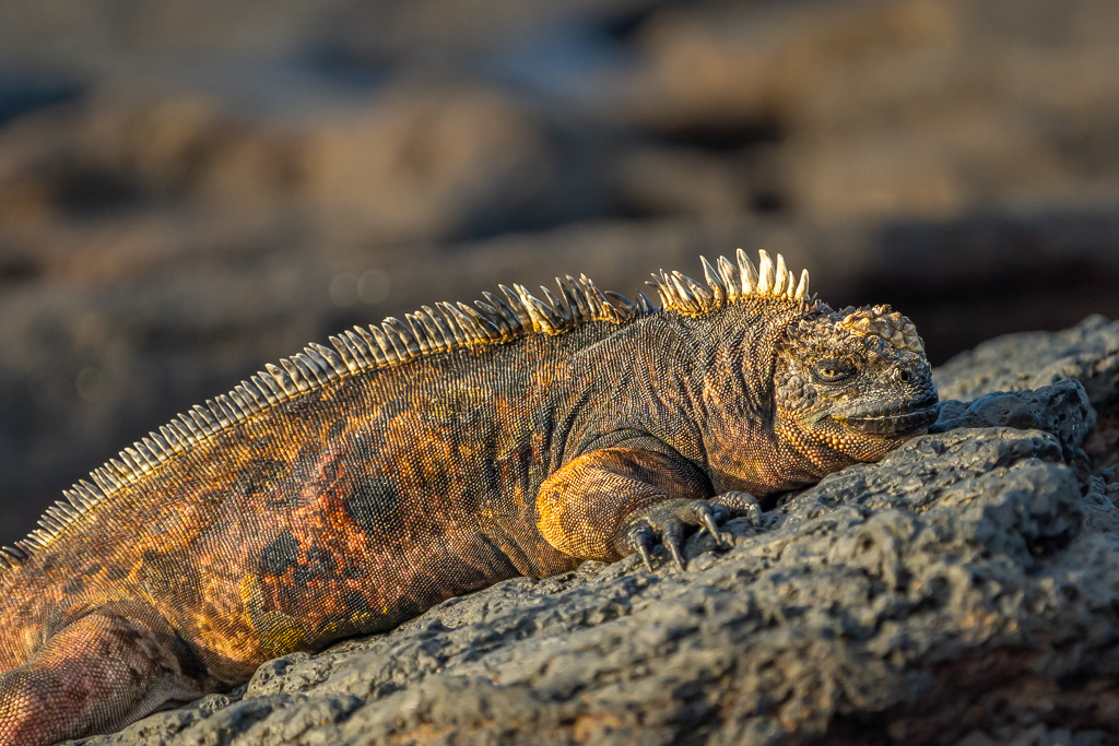 Marine Iguana in Evening Sun at Puerto Egas in Galapagos