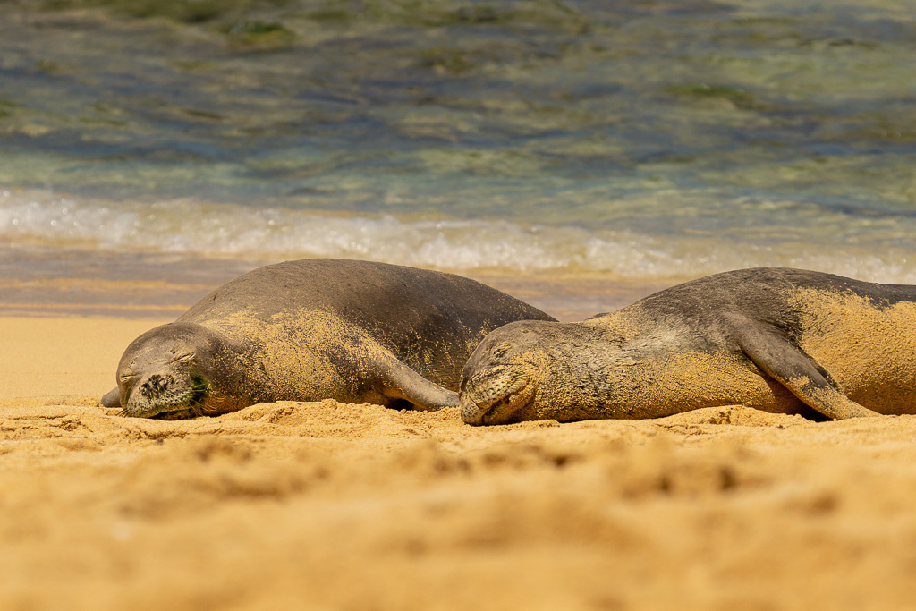 Hawaiian Monk Seals of Kauai