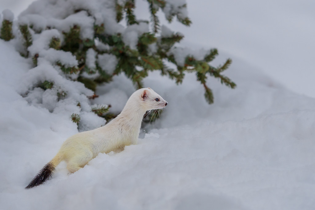 Ermine in Winter in Alaska
