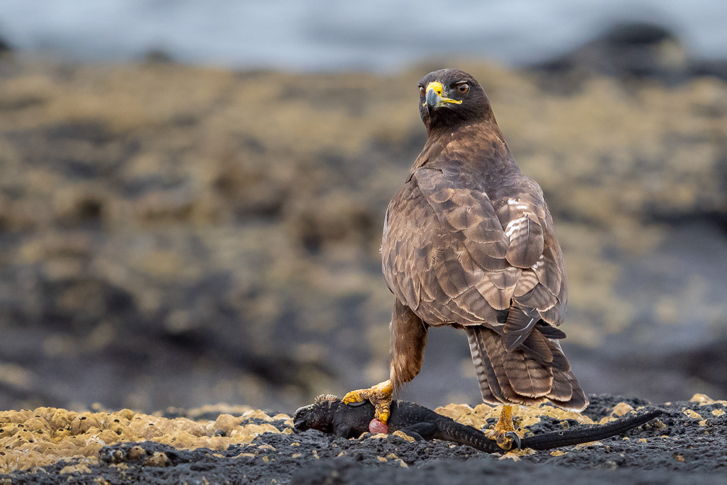 Galapagos Hawk with Lizard Lunch