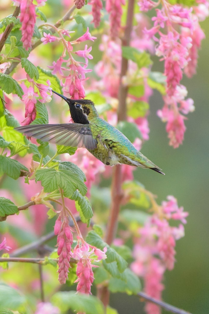 An Anna's hummingbird visits a red-flowering currant shrub to drink from the bright pink flowers that blossom in early spring.