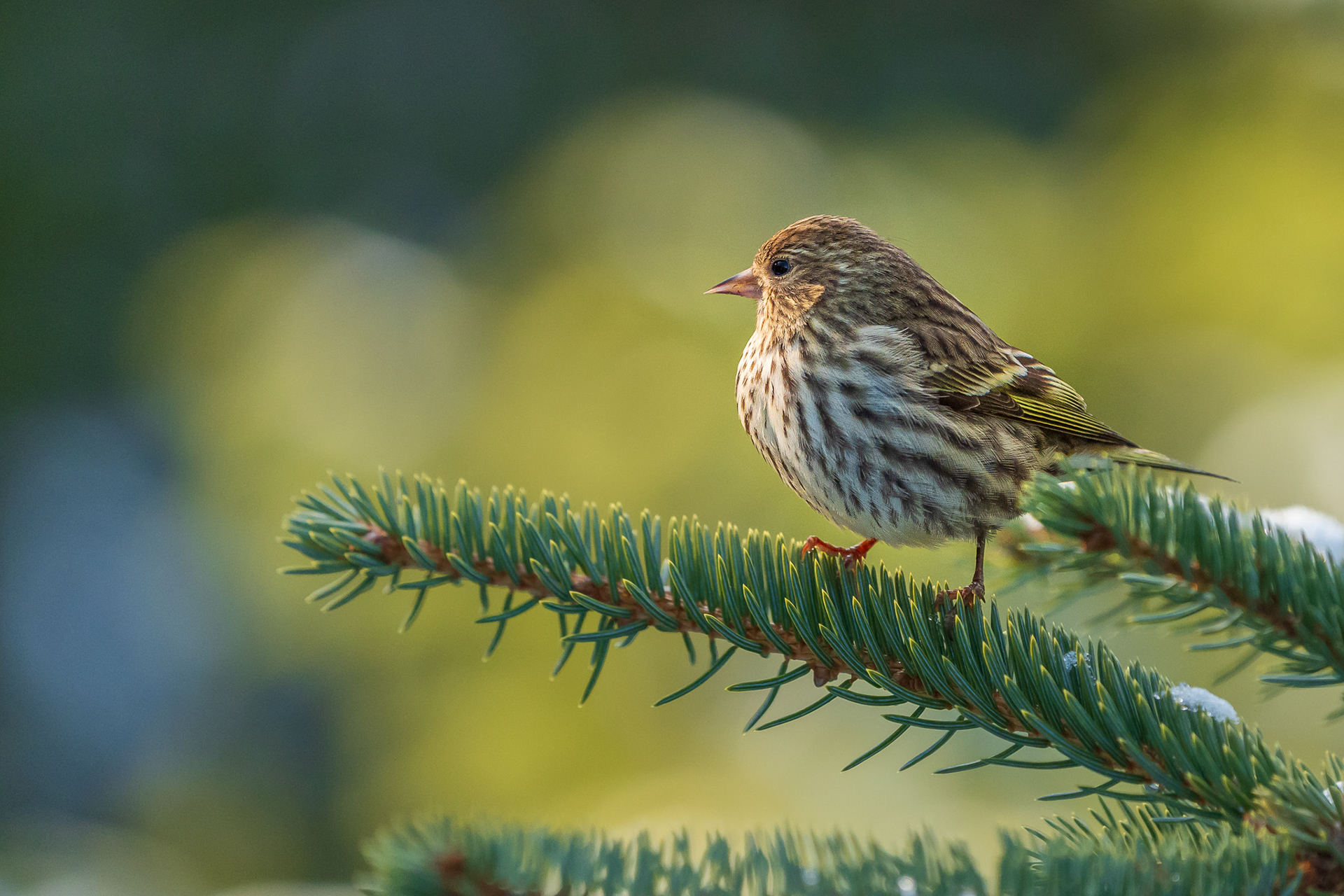 Pine Siskin in Alaska