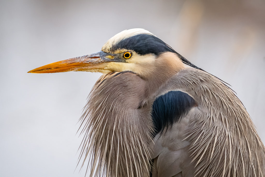 Great Blue Heron of Nisqually River
