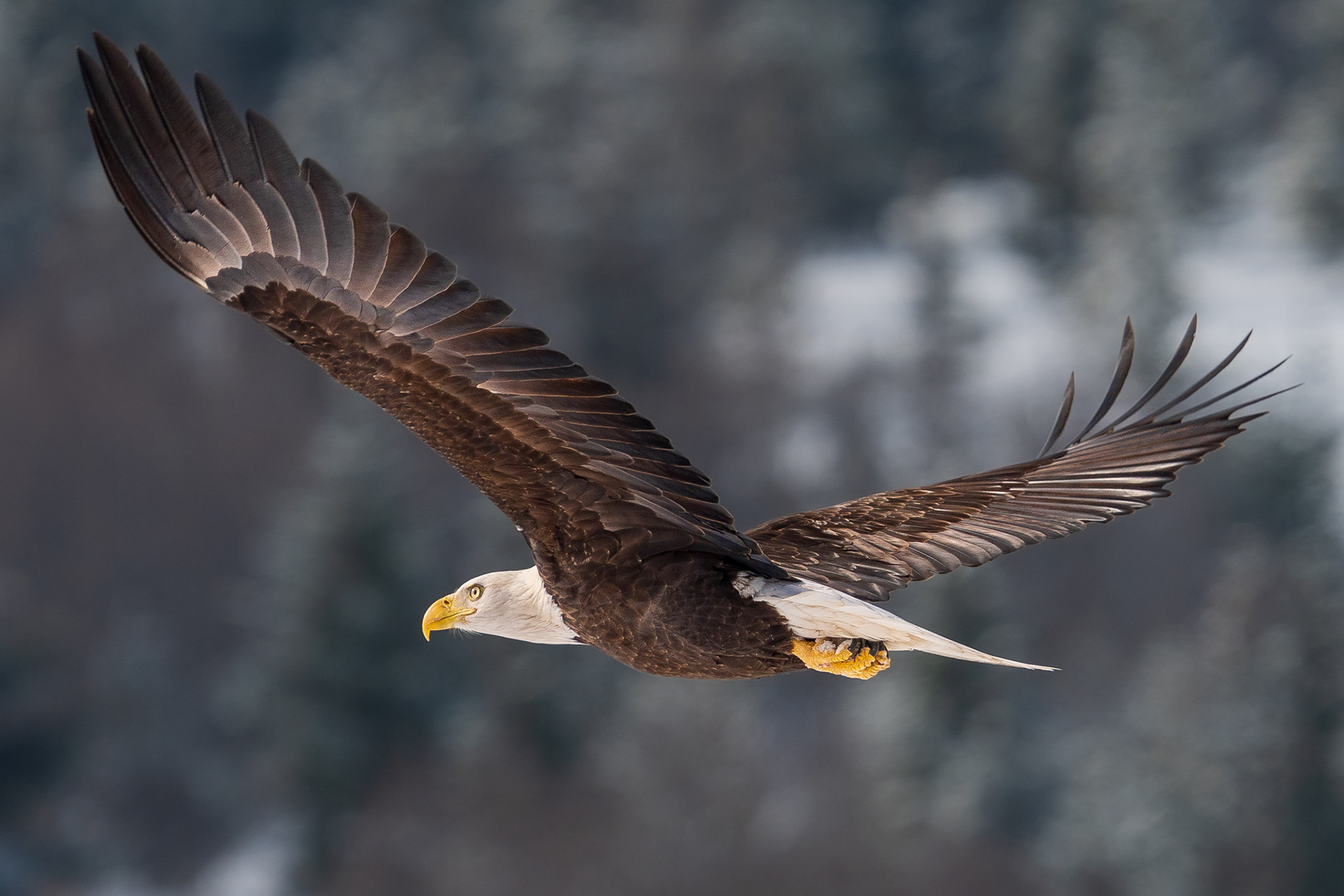 Bald Eagle in Flight