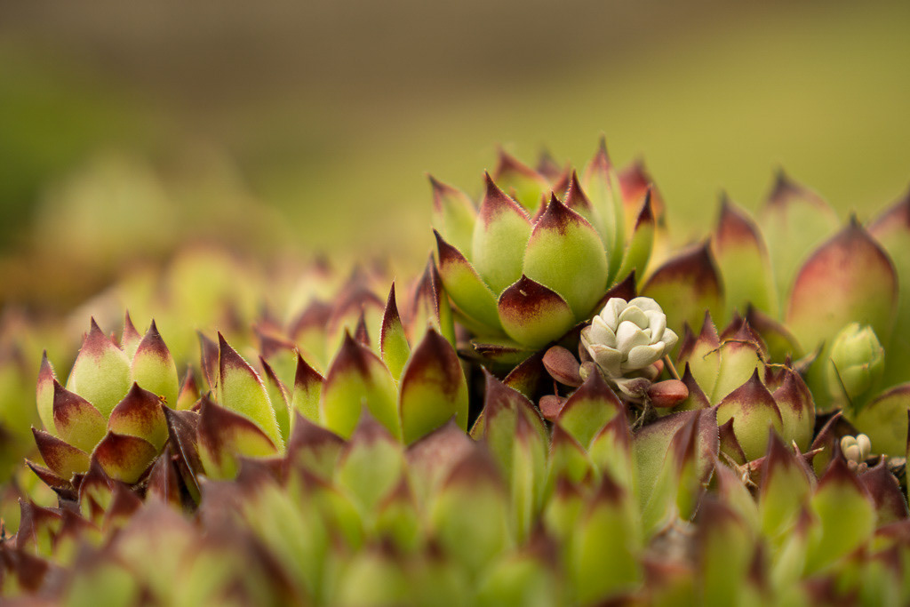 Hen-and-Chicks Plant