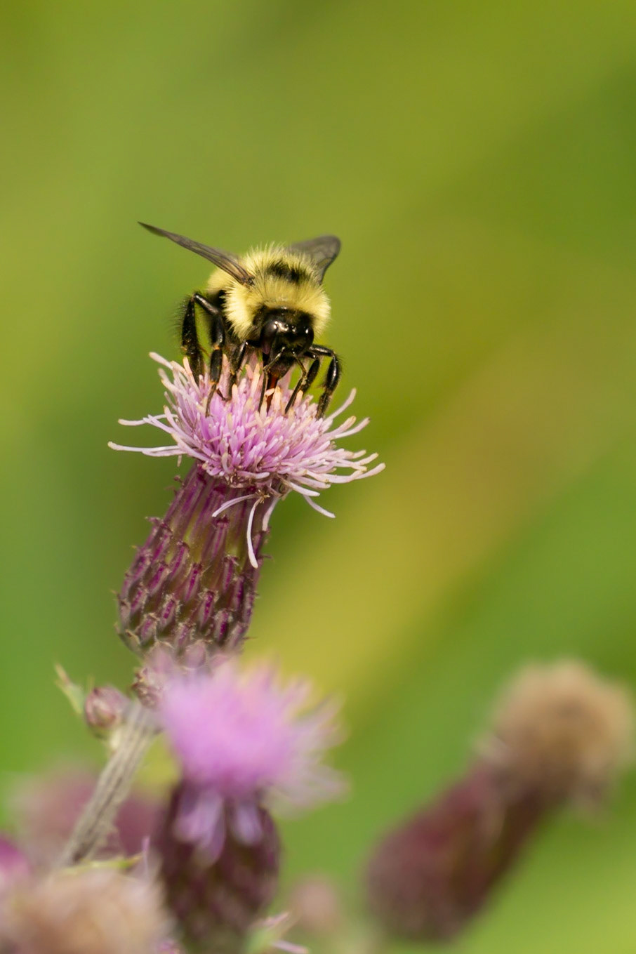 Bumble Bee on Canada Thistle in Idaho #3