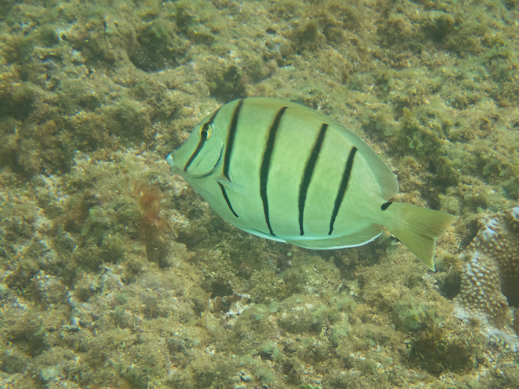 Convict Tang Fish in Kauai