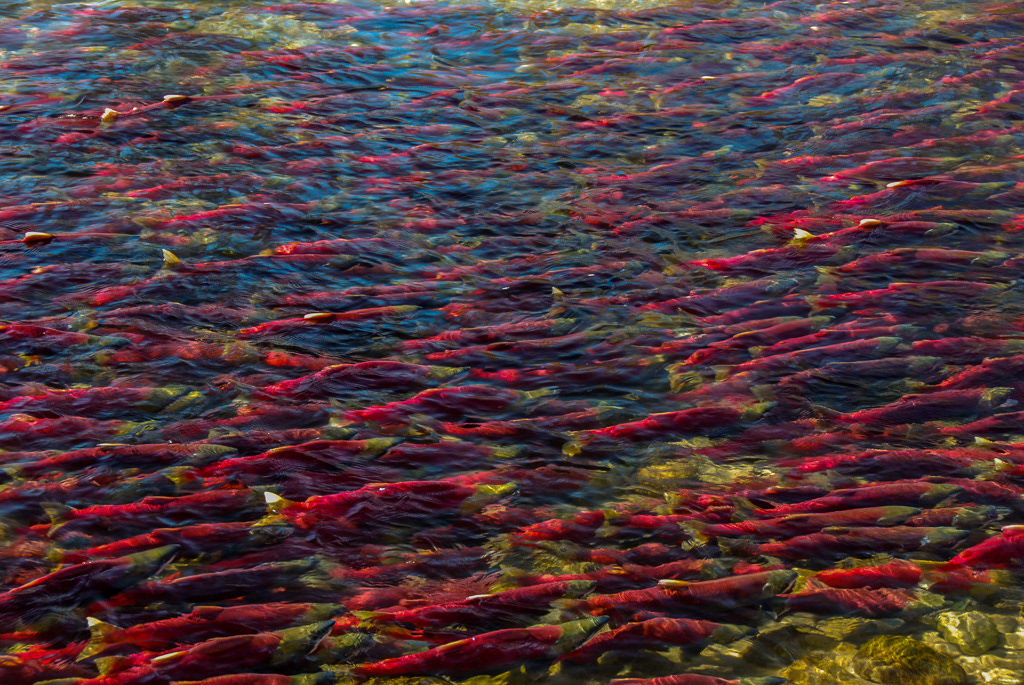 Adams River Sockeye Run