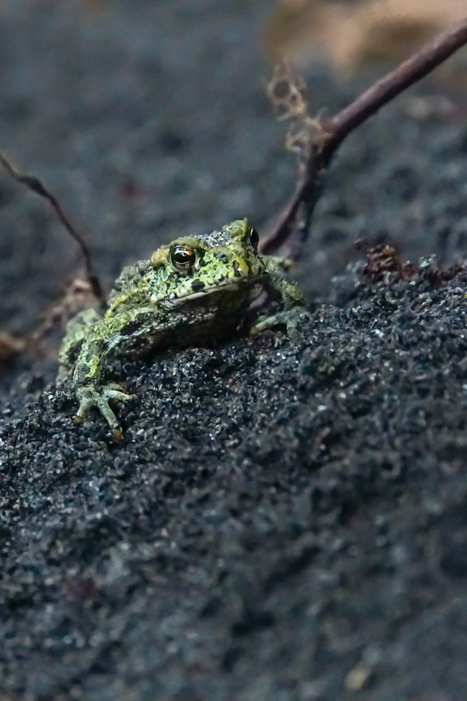 A Western Toad rests on the sand along a shore of the Queets River in Olympic National Park, Washington.