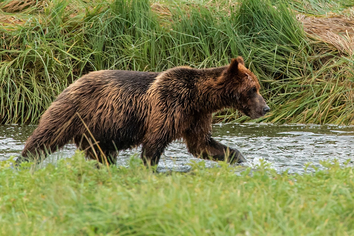 Brown Bear Hunting Salmon in Pack Creek, Alaska