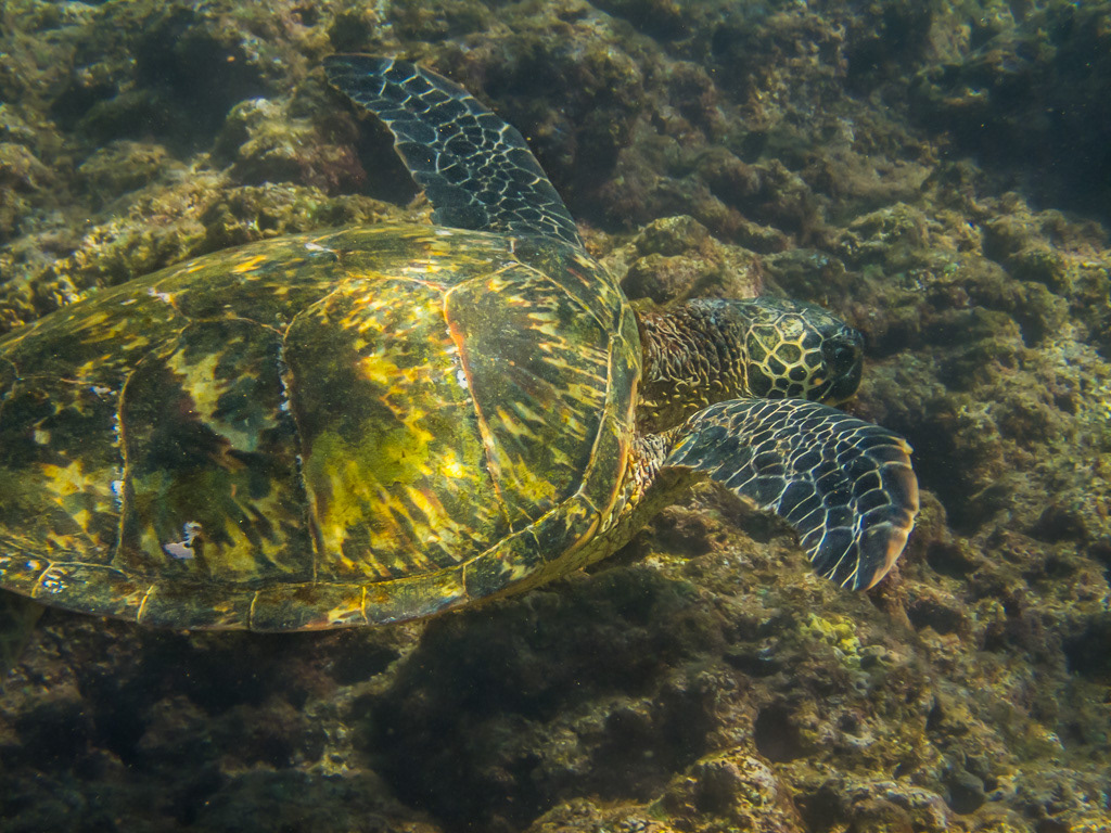 Green Sea Turtle on a Reef of Kauai