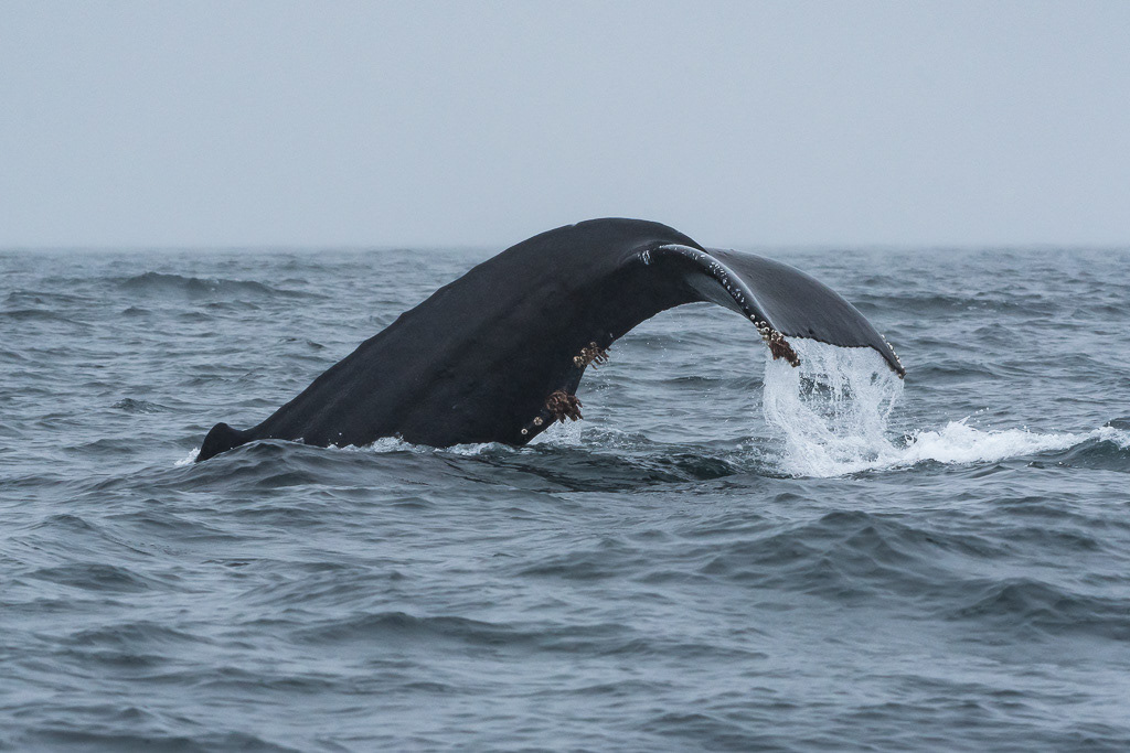 Humpback Whale Diving near Sitka