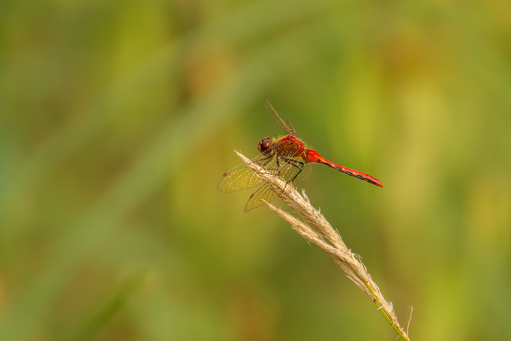 Cherry-faced Meadowhawk Dragonfly at Lake Pend Oreille