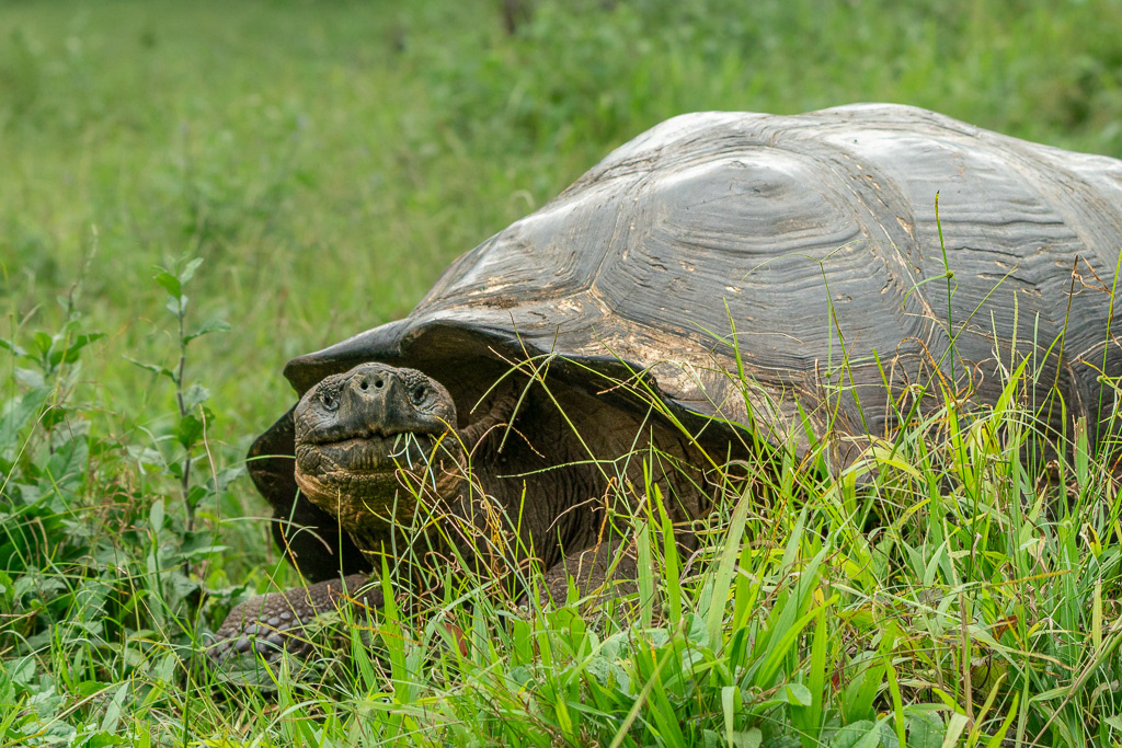 Galapagos Giant Tortoise in Grass