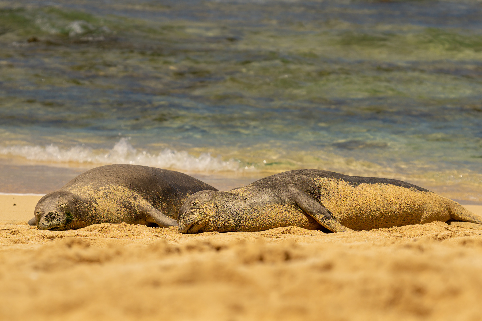 Hawaiian Monk Seals of Kauai