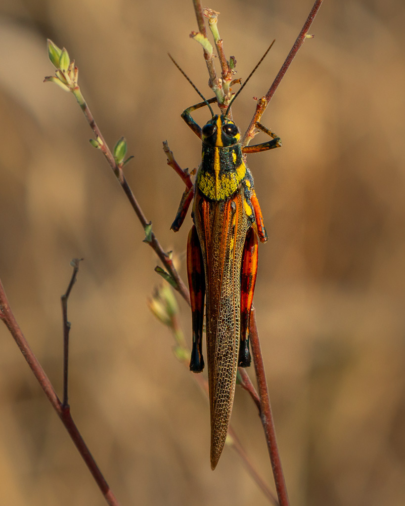 Painted Locust of Galapagos Islands