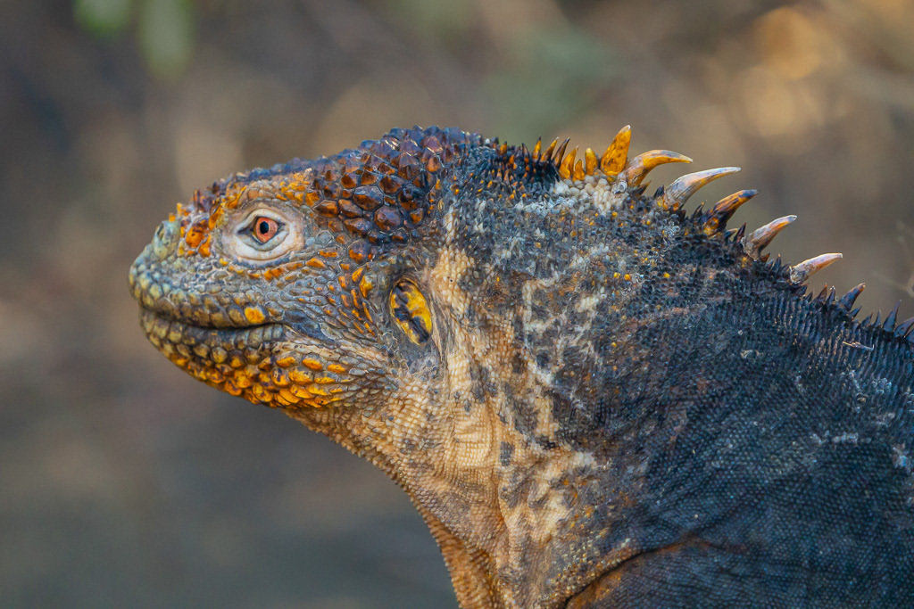 Galapagos Land Iguana Profile Close-up