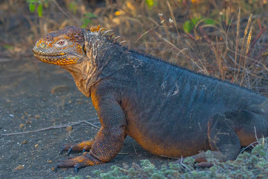 Galapagos Land Iguana