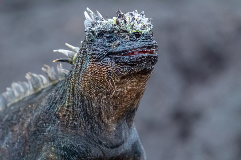 Marine Iguana Portrait in Galápagos Islands
