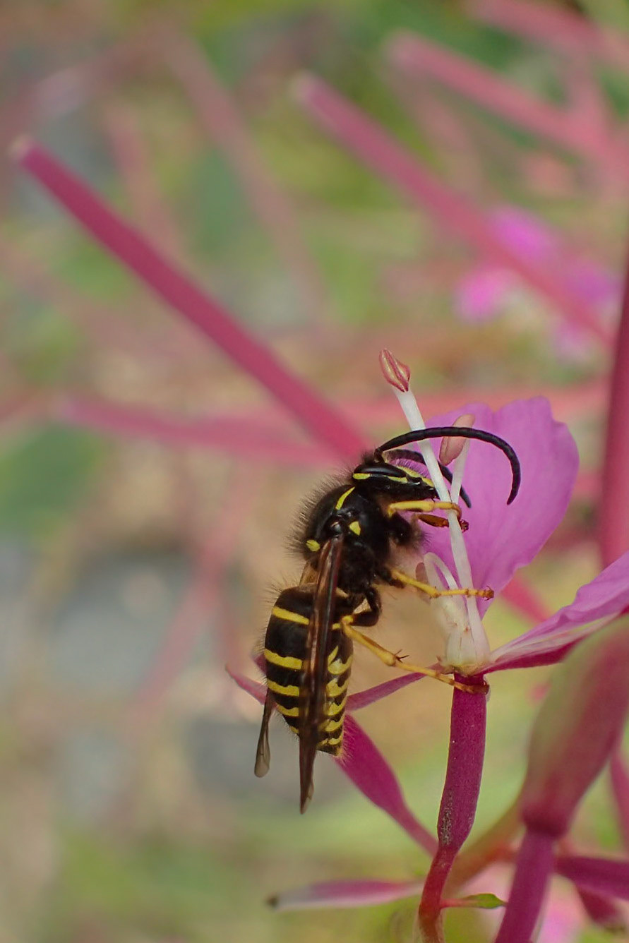 Forest Yellowjacket on Fireweed #1
