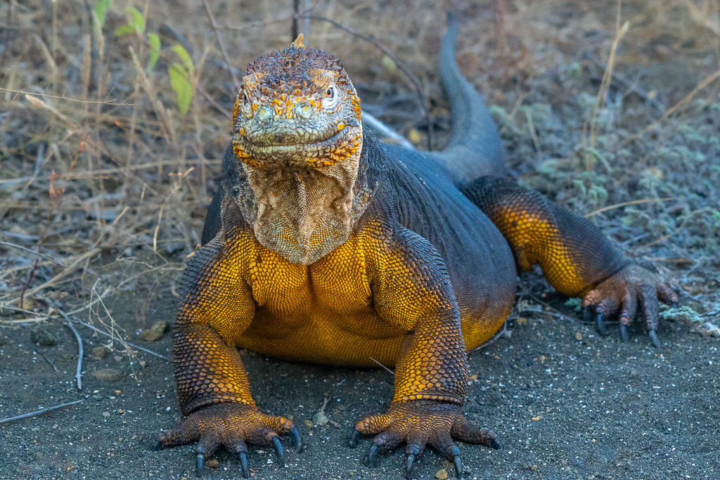 Galapagos Land Iguana on Santiago Island