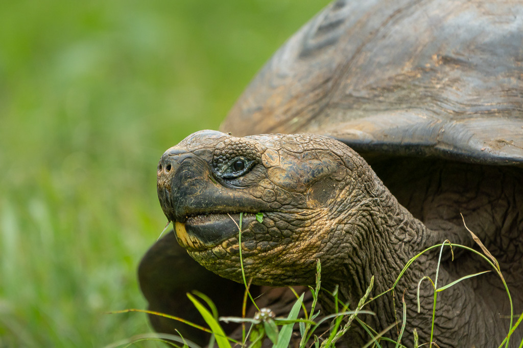 Galapagos Giant Tortoise Close-up