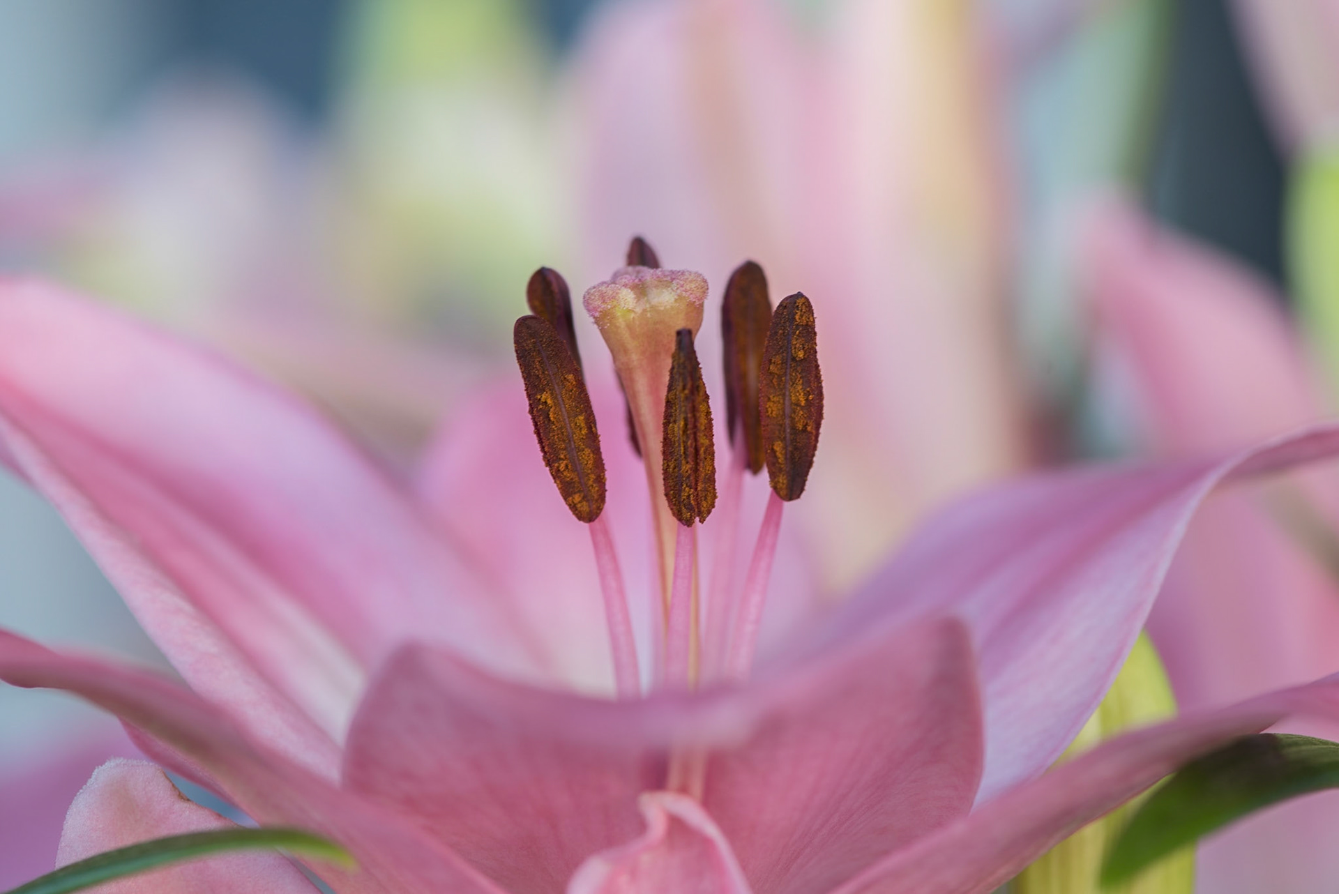 Journey's End Asiatic Lily, a pink flower in front of a pale blue and green background.