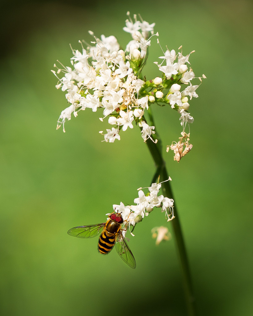 Common Flower Fly on Sitka Valerian Wildflower