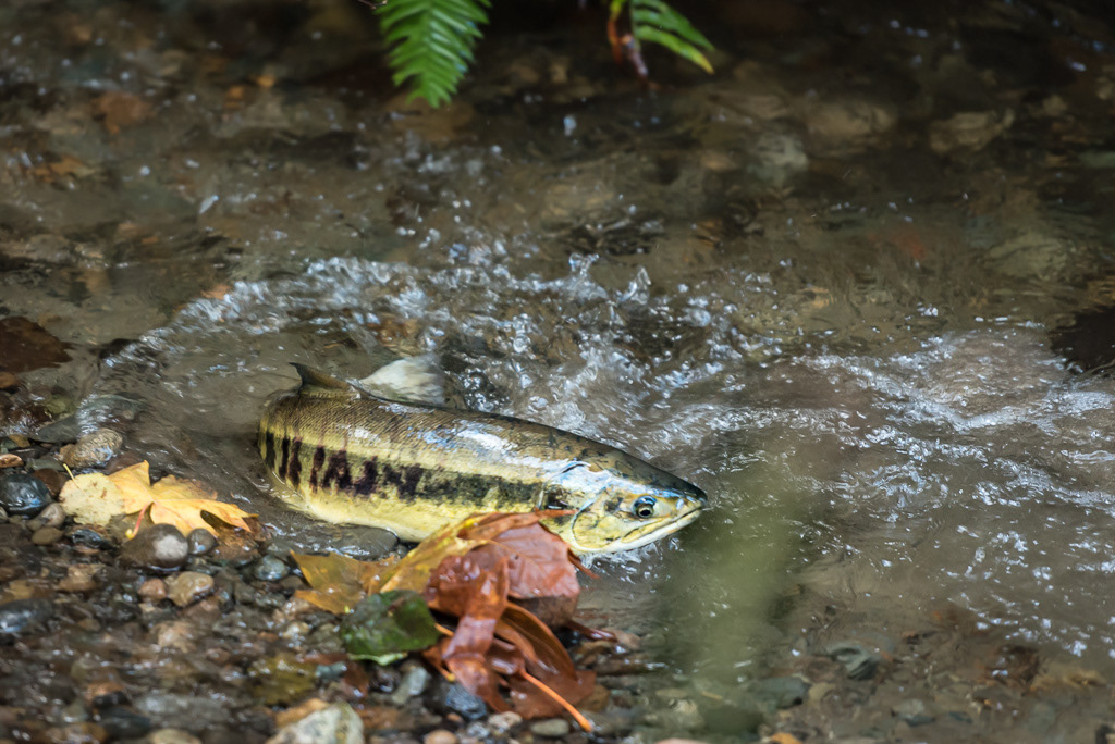 Female Chum Salmon in Piper's Creek