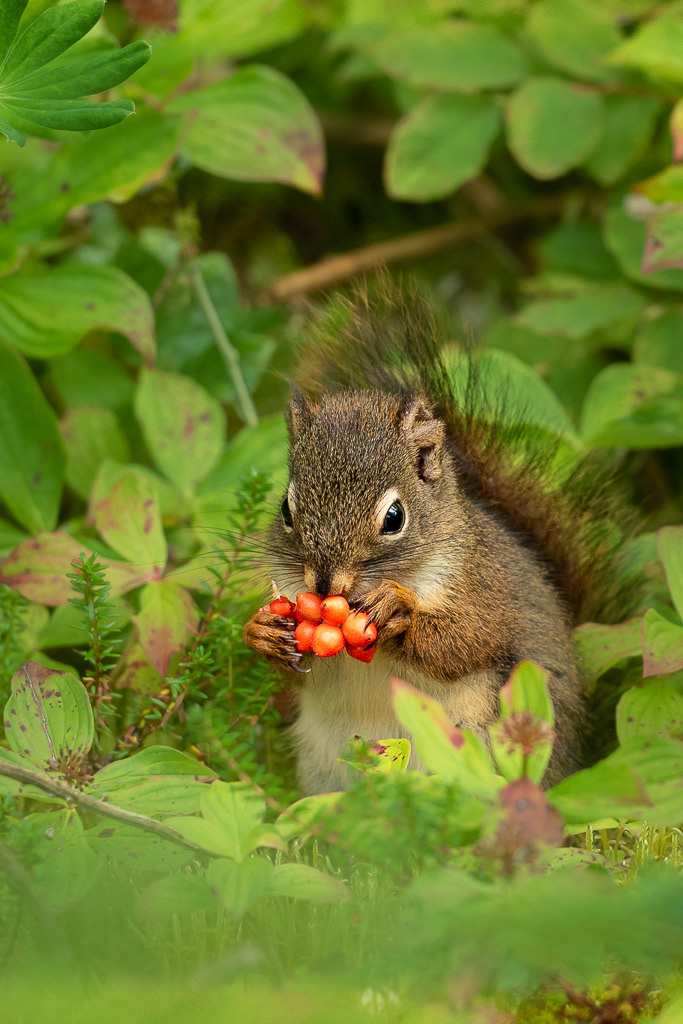 Red Squirrel Eating Berries