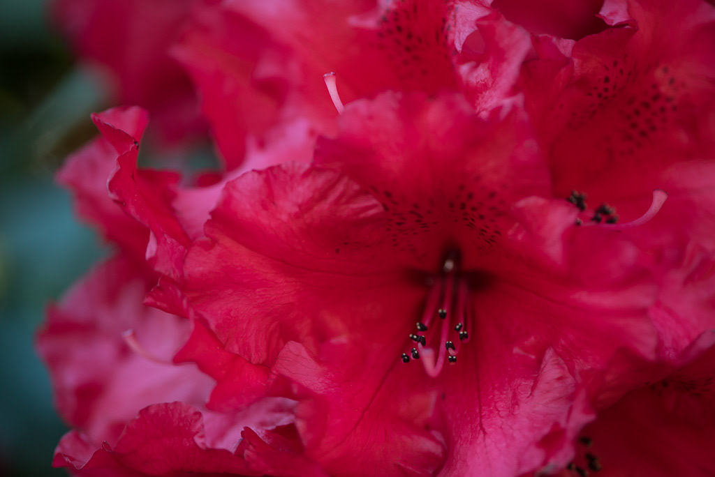 Vibrant Red Rhododendron in Washington
