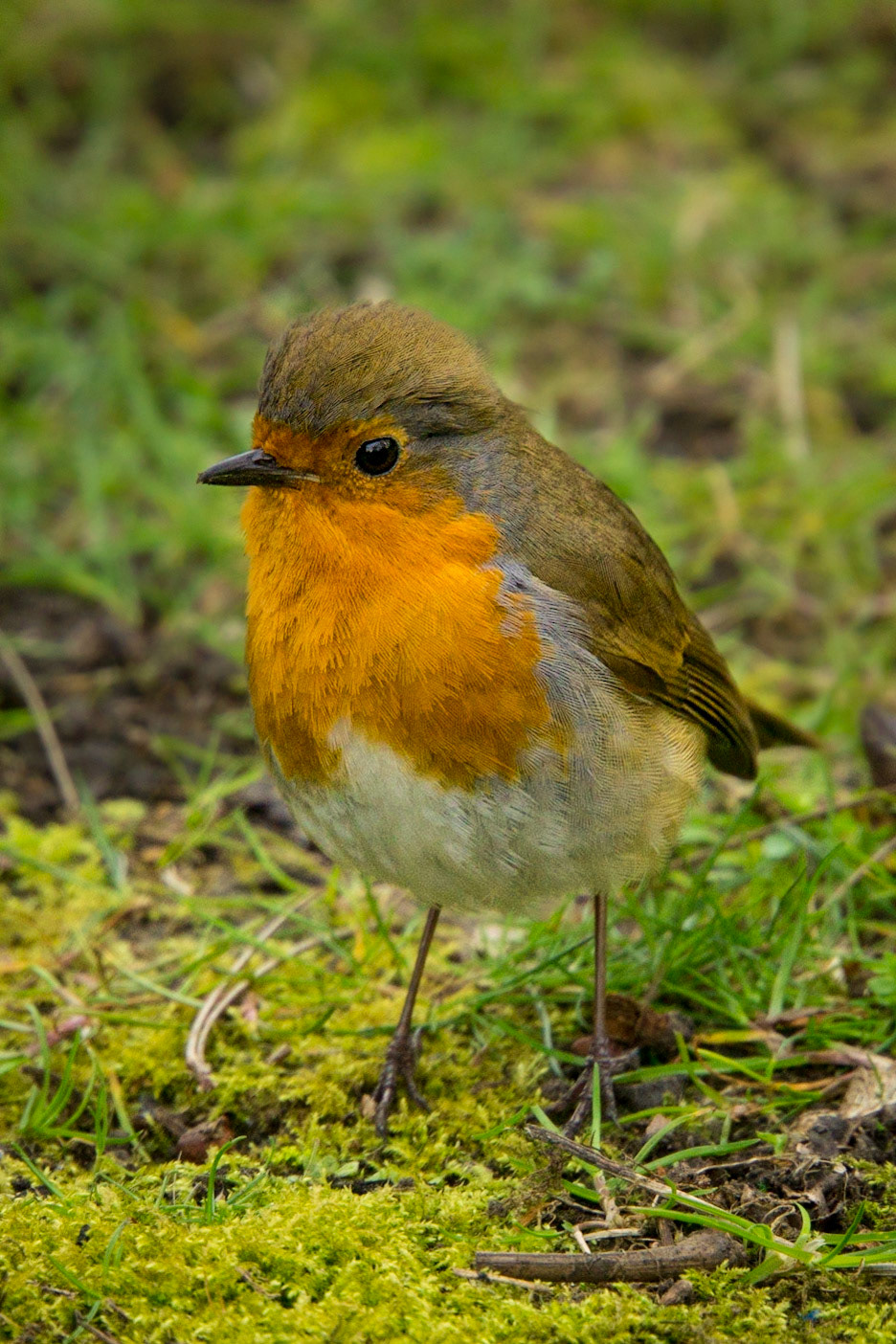European Robin in Dublin, Ireland #1