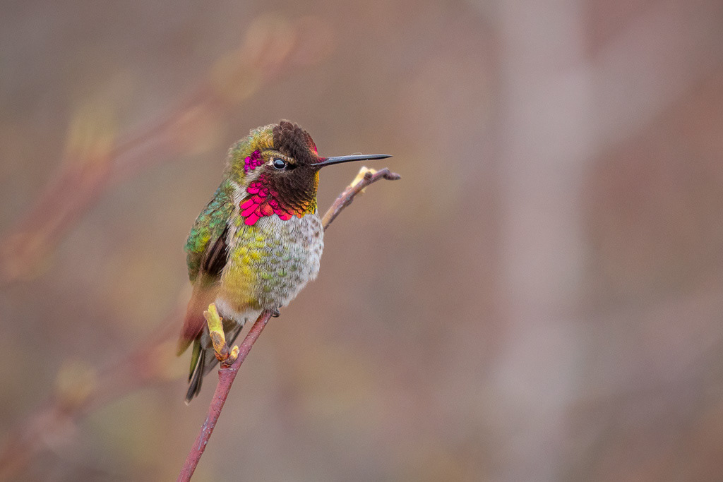 Anna's Hummingbird in Winter