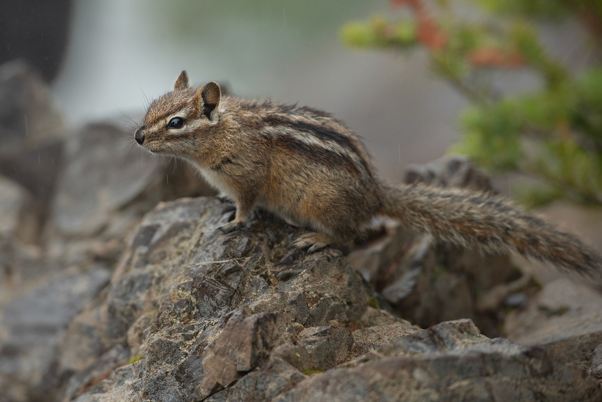 Olympic Chipmunk on a Rainy Morning in Olympic National Park