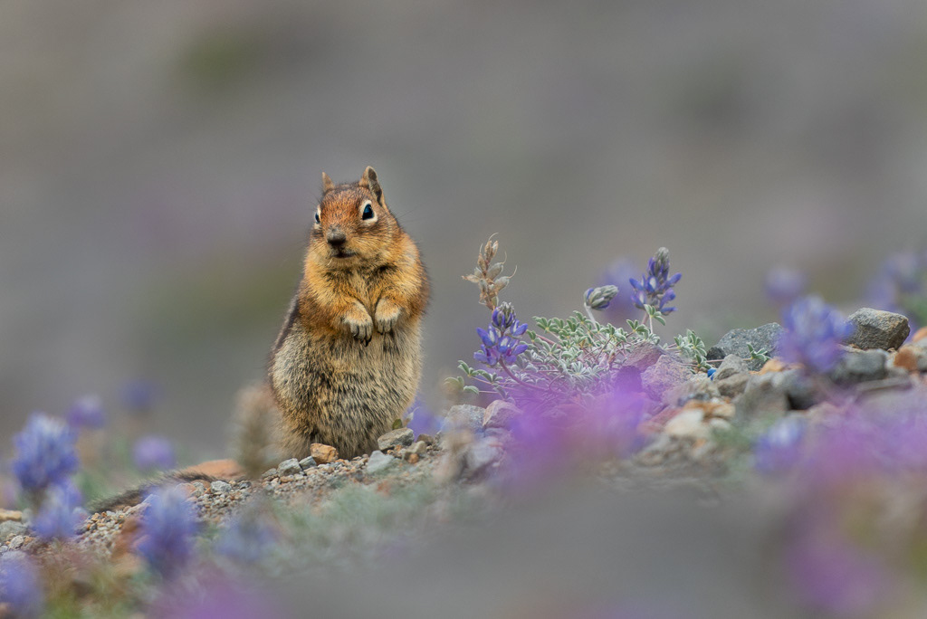 Cascade Golden-mantled Ground Squirrel at Mt St Helens