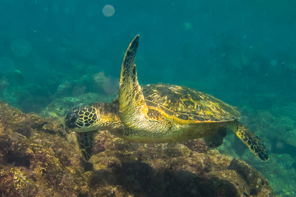 Green Sea Turtle Waving a Flipper