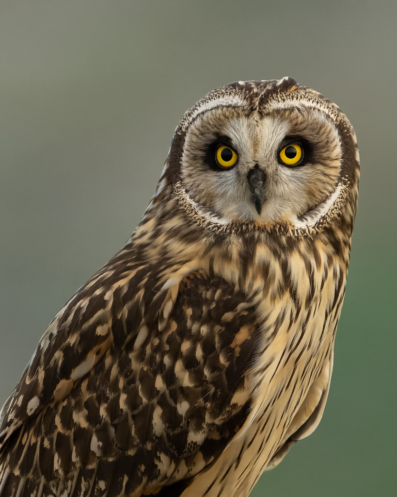 Short-eared Owl in Washington