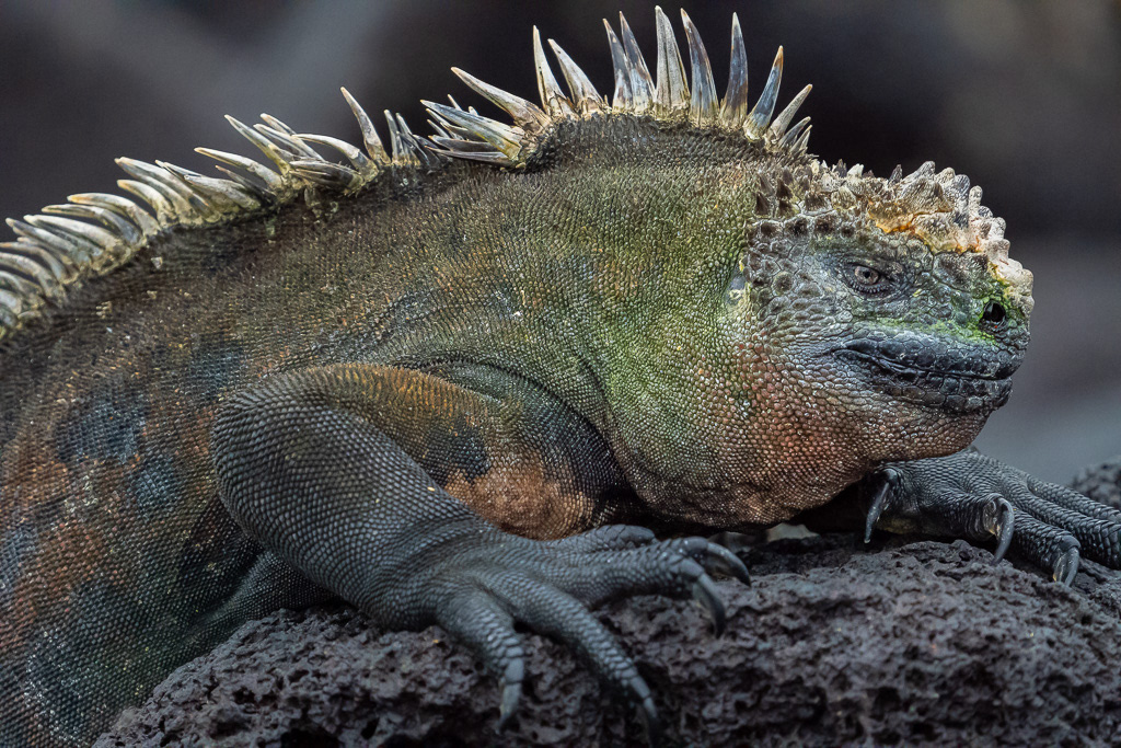 Marine Iguana on Fernandina in Galapagos