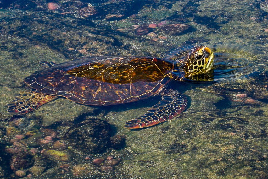 Green Sea Turtle on the Big Island of Hawaii