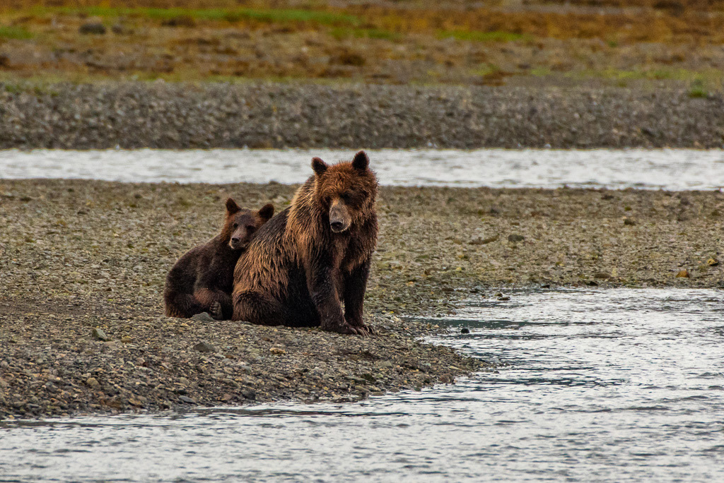 Brown Bears at Pack Creek, Alaska