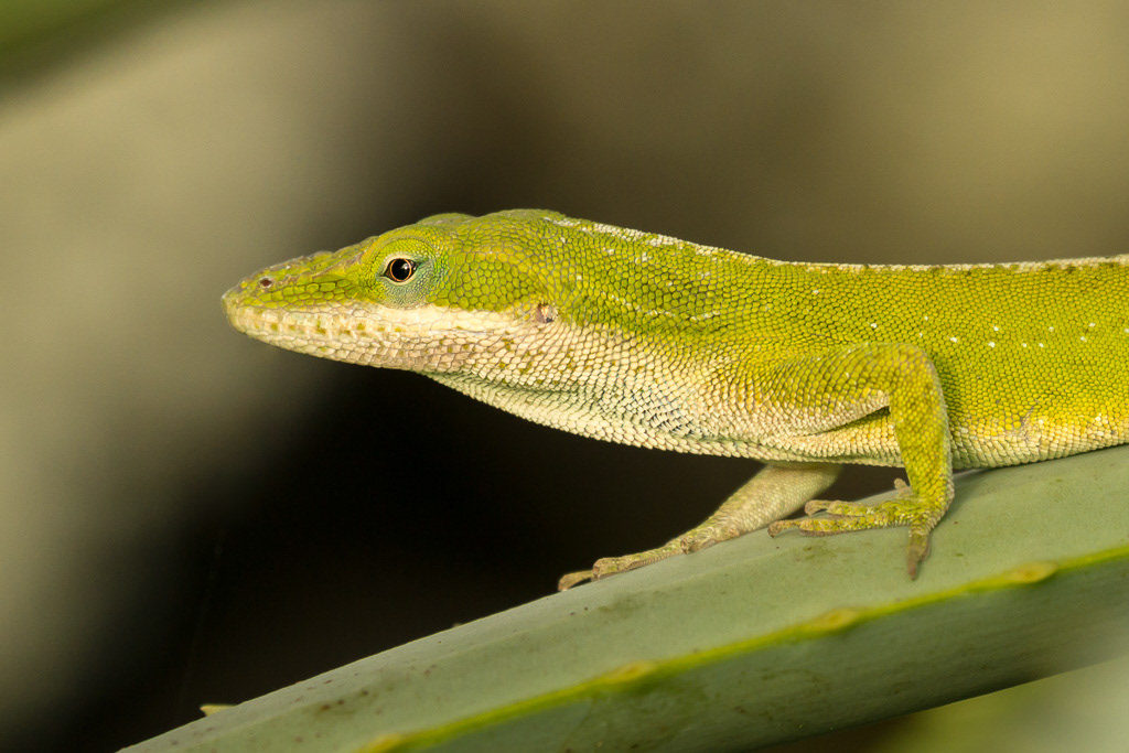 Green Anole on Kauai