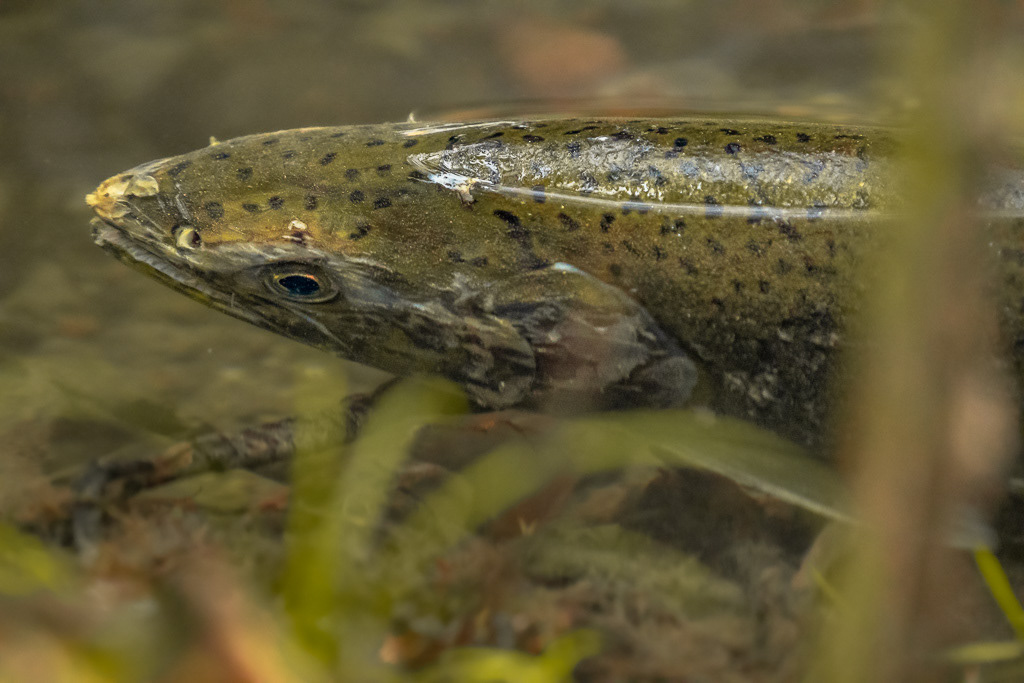 Chinook Salmon in Seattle