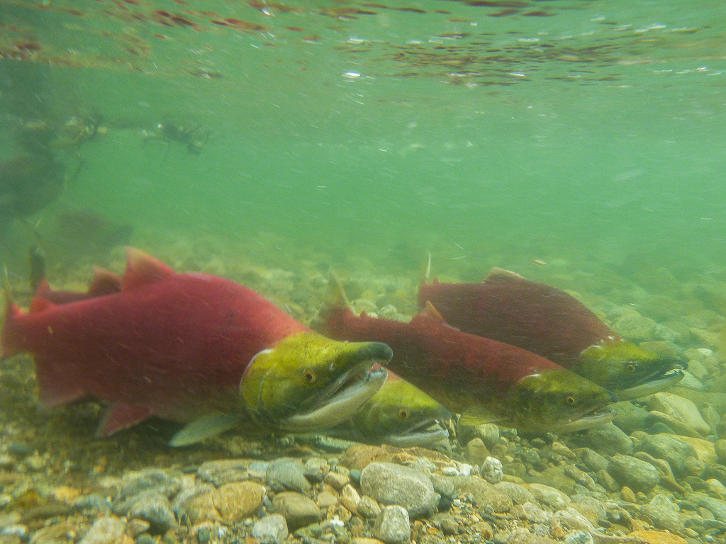 Sockeye Salmon Underwater Quartet
