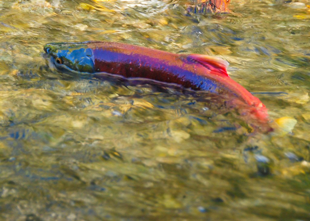 Female Sockeye Salmon in British Columbia