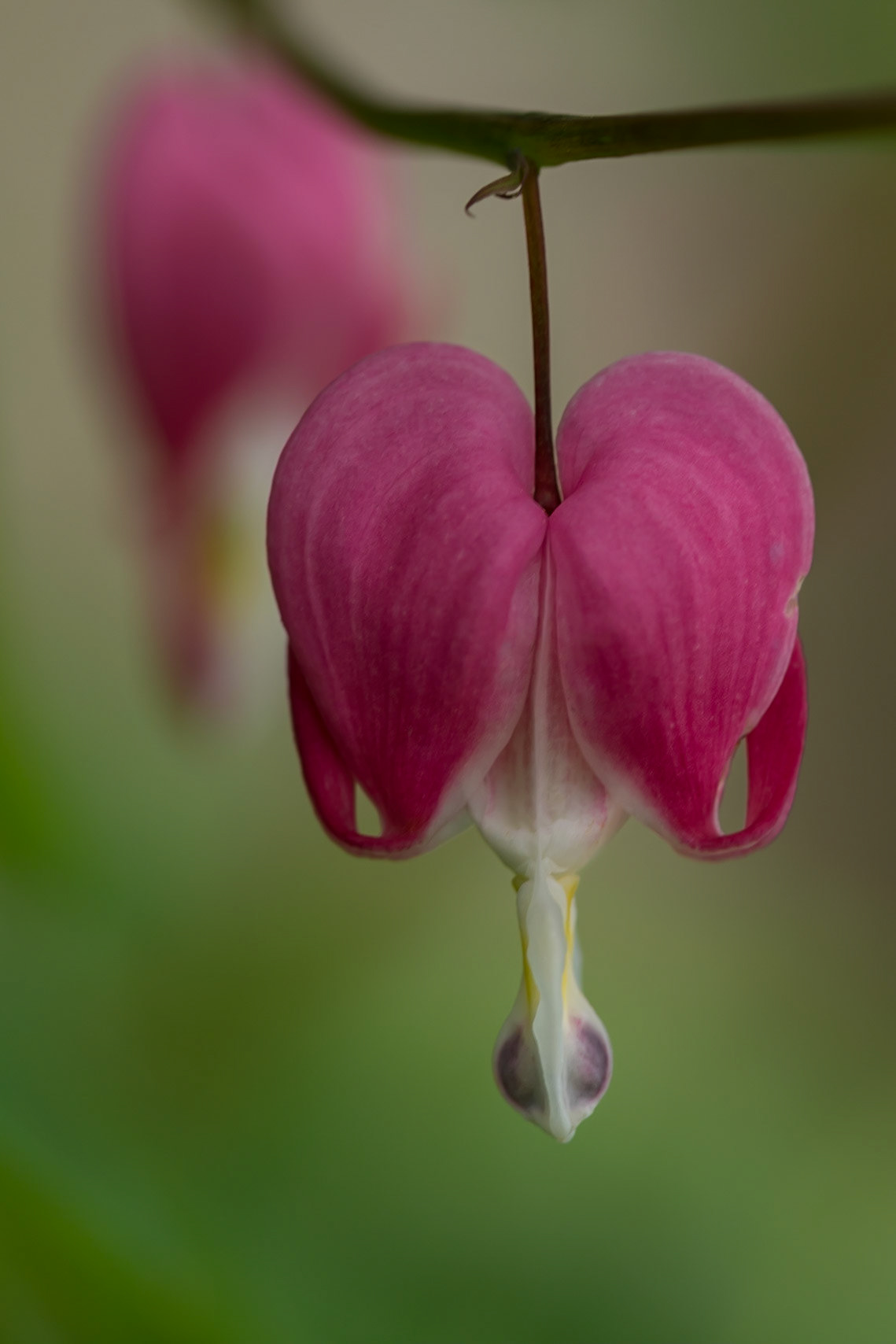 Bleeding heart flowers add a beautiful and unusual shape to a Pacific Northwest garden.
