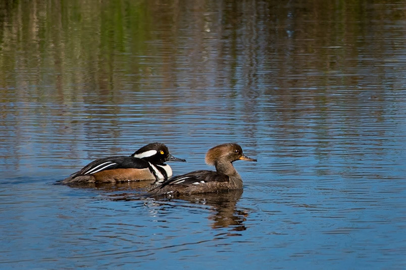 Mated Pair of Hooded Mergansers at Nisqually River