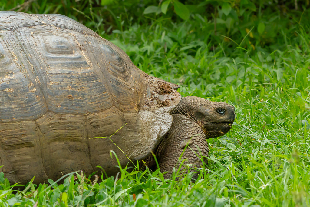 Galapagos Giant Tortoise Profile