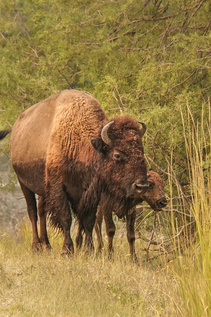 Bison Mother and Calf