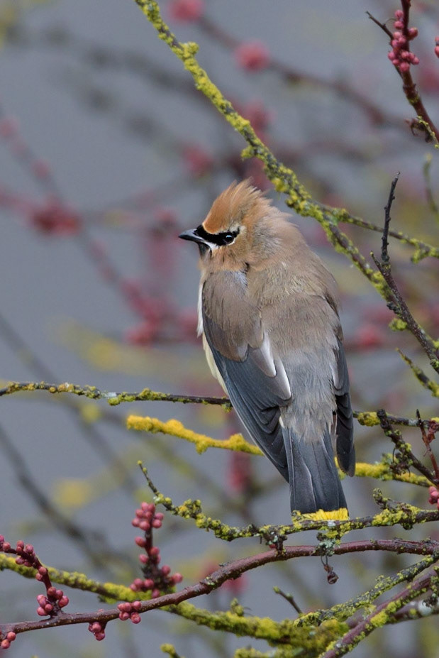 Cedar Waxwing on a Winter Day