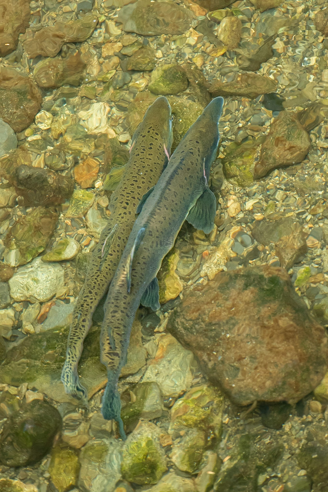 Pink Salmon Pair in Sitka